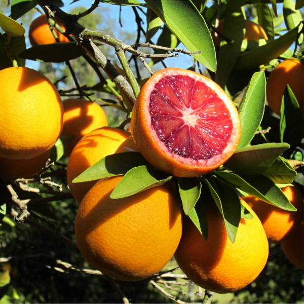 orange morro